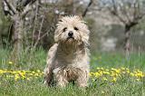 CAIRN TERRIER 243
